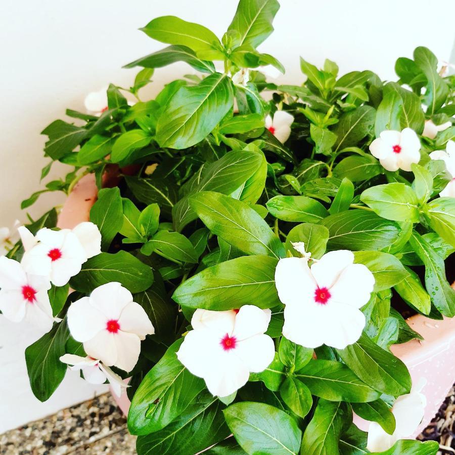 לינה וארוחת בוקר סאן תאודורו Sole&Sale מראה חיצוני תמונה